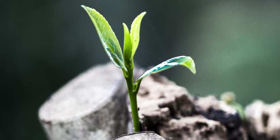 Think Green